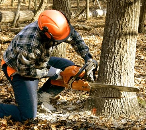 Tree Removal in Burbank, SD